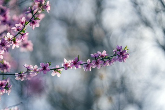 桃花枝