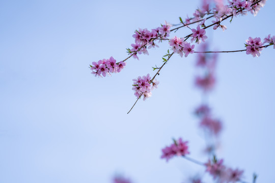桃花枝