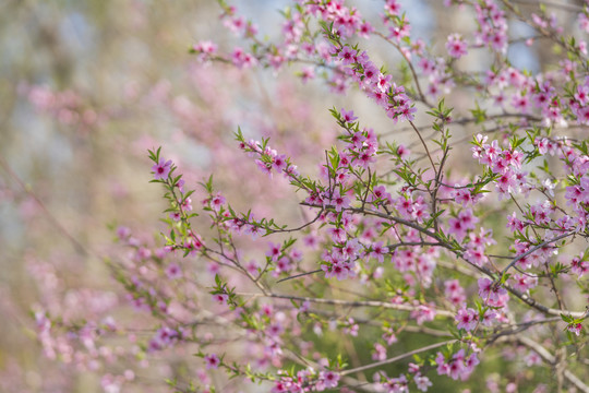 桃花枝
