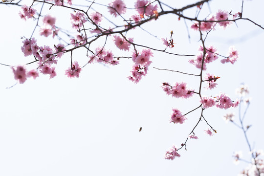 春天梅花