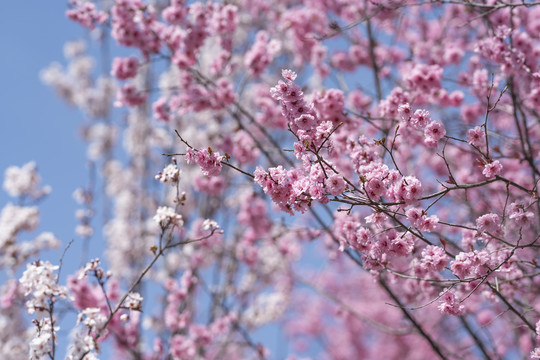 梅花