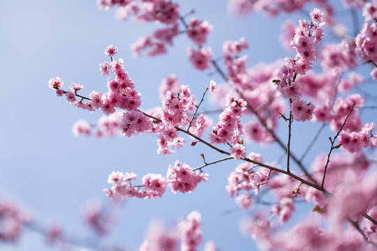 梅花