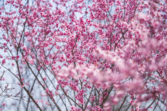 梅花