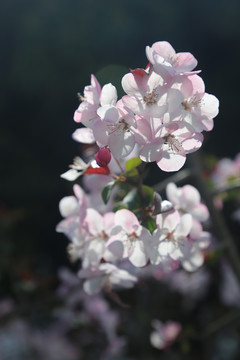 垂丝海棠