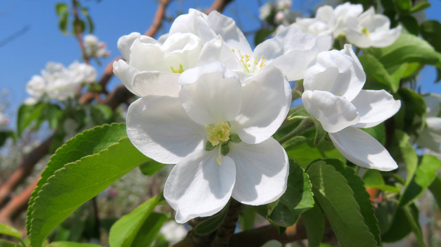 苹果花