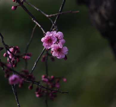 红梅花儿开