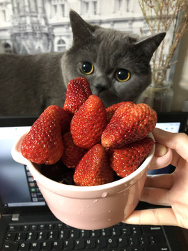 草莓与猫