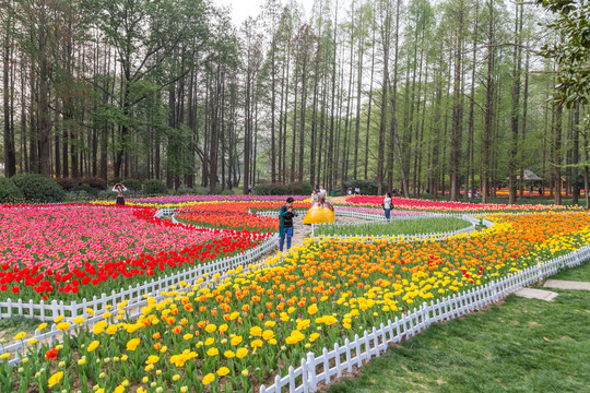 南京中山植物园郁金香花展