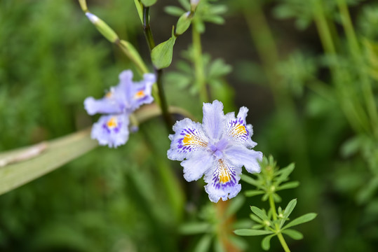 蝴蝶花