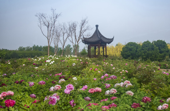 牡丹