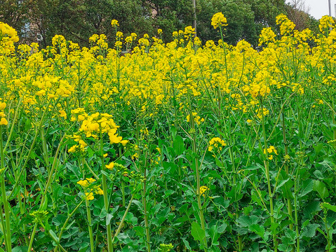 油菜花