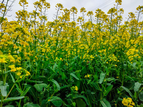 油菜花