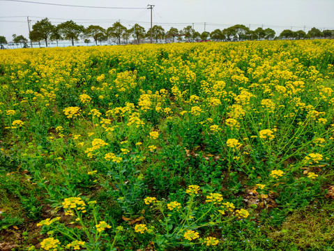 油菜种植