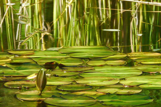 百合花蕾的绿色池塘
