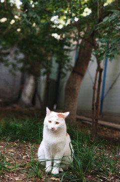 流浪猫白白