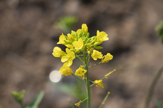 油菜花