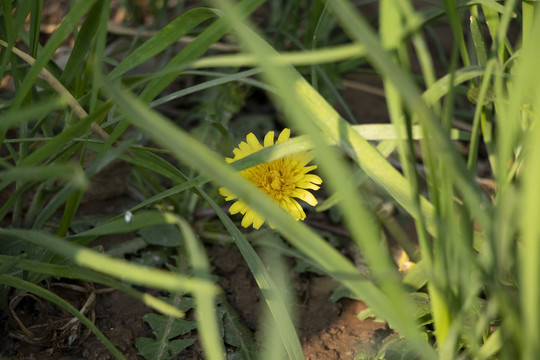 野生植物