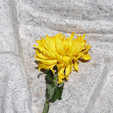 墓地黄菊