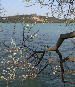 西堤山桃花