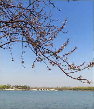 西堤山桃花