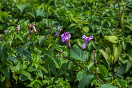 牵牛花