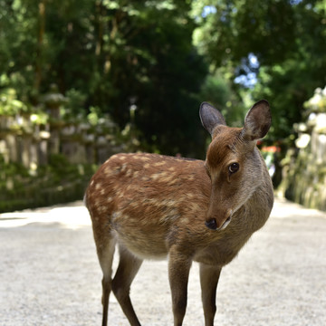 日本奈良小鹿