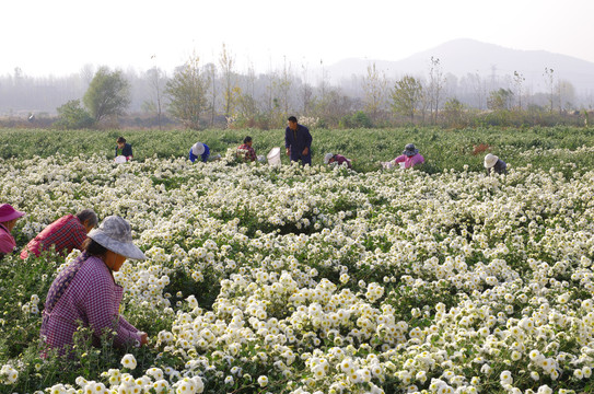 滁州贡菊采摘