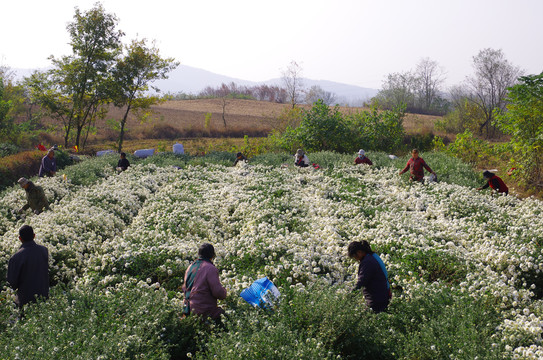 滁州贡菊采摘