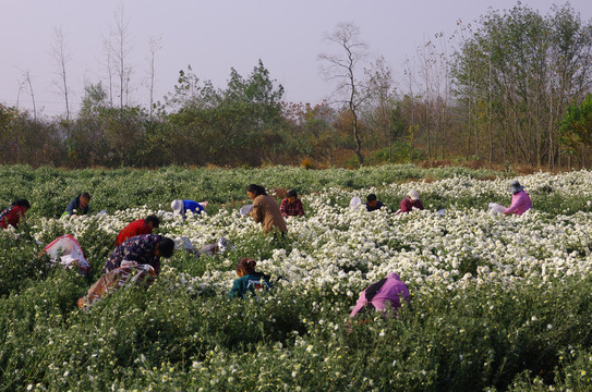 采收滁菊花