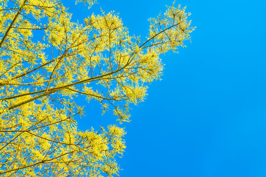 春天黄树枝
