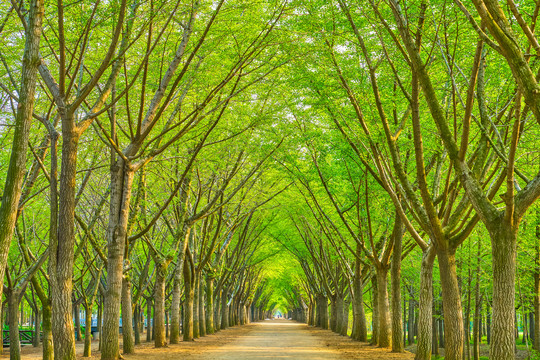 高清林荫路