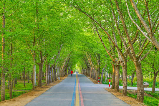 春天的时光隧道