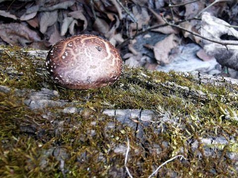 野生小花菇