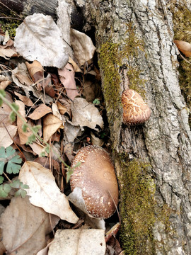 野生小花菇