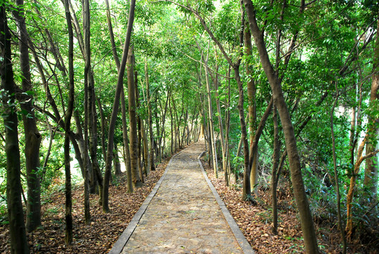 山脊树林绿道