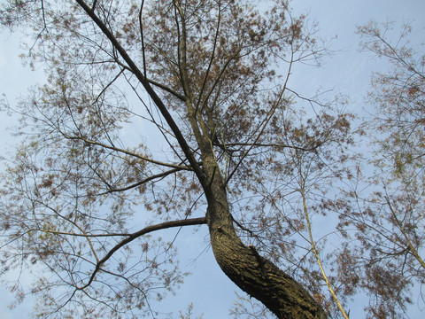 树