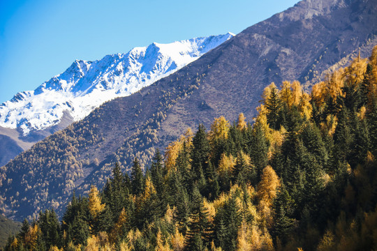 中国四川甘孜四姑娘山