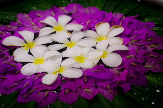 白色和紫色的鸡蛋花