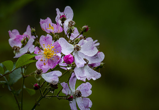 蔷薇花