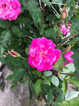 月季花