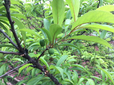 李子树果实绿色植物摄影春天图片