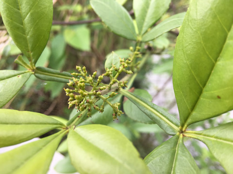 花椒树果实绿色植物摄影春天图片