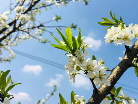 梨花白色花春天阳光生机生态
