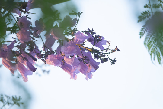 夕阳余晖下的蓝花楹特写