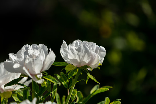 盛开的白色牡丹花