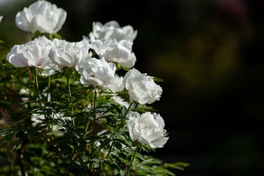 盛开的白色牡丹花