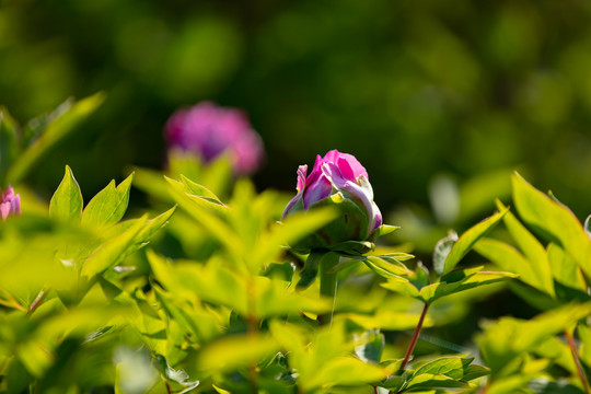 牡丹花花苞