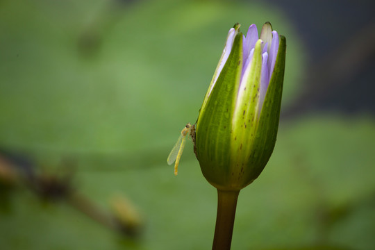 莲花