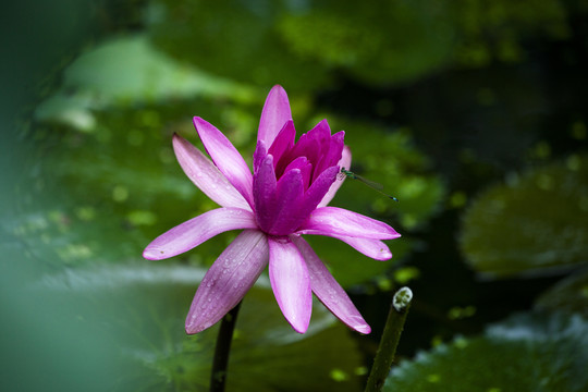 莲花