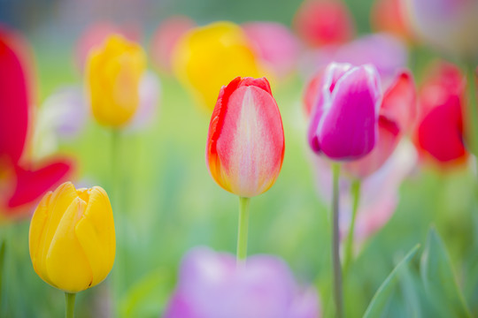 开放郁金香花